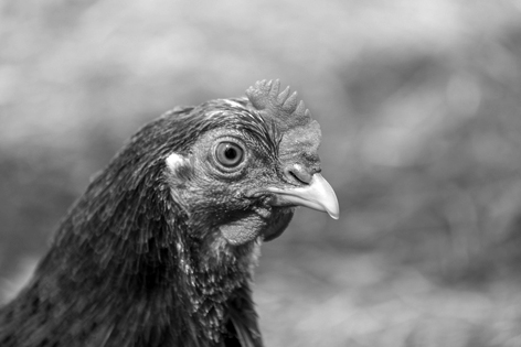 Pollo ecológico criado en libertad en el bosque en la Torre de Erbull, Tremp