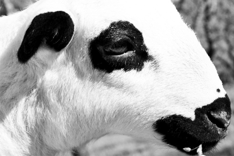 Hombro de cordero, de raza xisqueta, del Pallars
